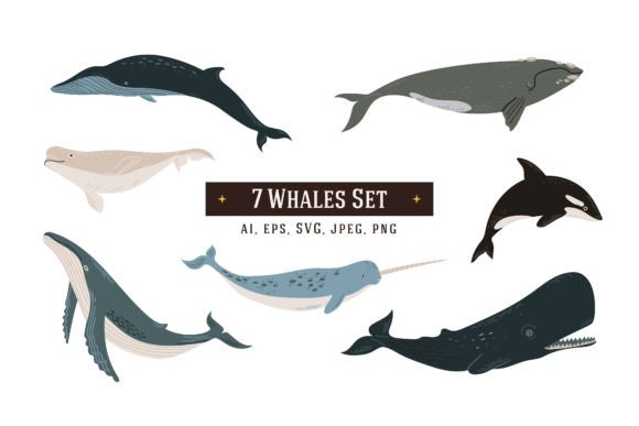 7 Whales Illustrations: Elevating Projects with Sea Life Vectors